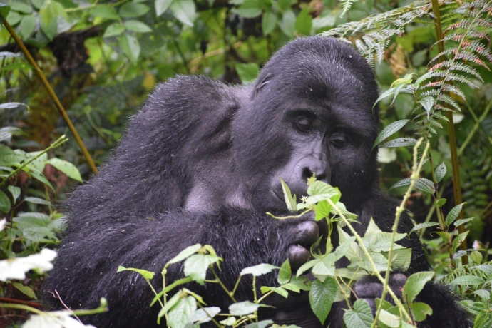 a gorilla eating leaves